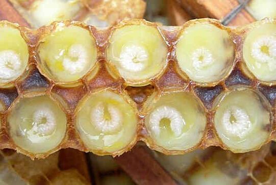 Пчелното млечице помага за ускоряване на растежа на пениса